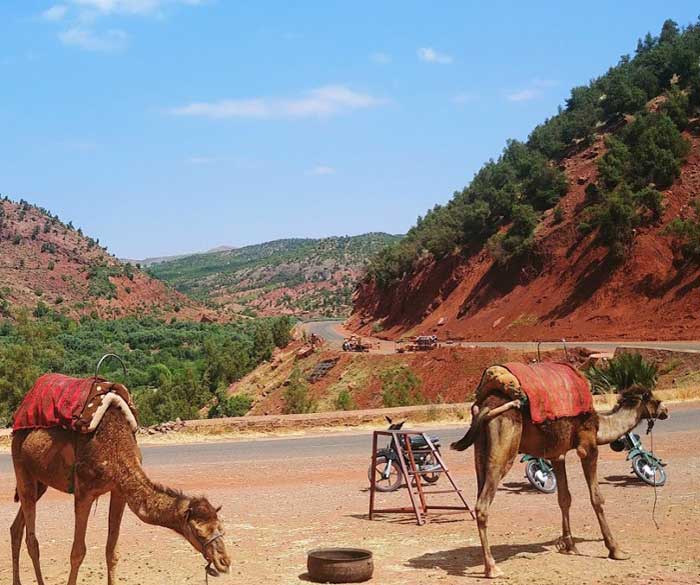 Chameaux sur la route de Marrakech